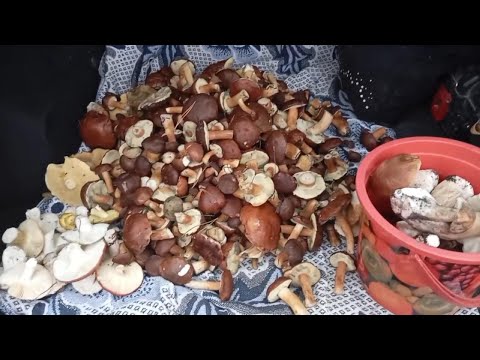 Видео: По грибы в Житомирские леса 🍄 | Как искали белые и нашли осеннее чудо!
