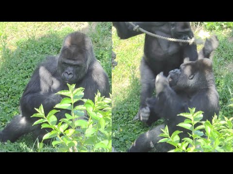Видео: Кто нападает на Шабани во время break❗️❓