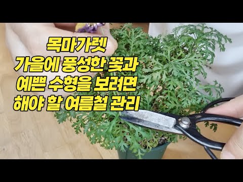 Видео: Советы TreeMargaret по организации летнего сезона — Домашнее садоводство