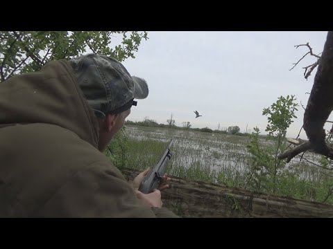 Видео: РЕДКИЙ ТРОФЕЙ. УДАЧНАЯ ОХОТА на селезня с подсадной уткой