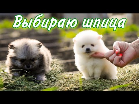 Видео: Выбираю щенка 🐶 Стоит ли заводить 2-го шпица🤔