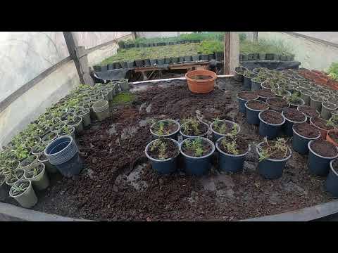 Видео: Флокс шиловидний, вічнозелений багаторічник. Розмноження поділом куща.