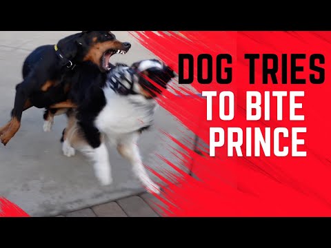 Видео: Люди и собаки, реагирующие на австралийцев