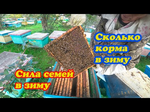 Видео: ПРОВЕРКА ПРИЁМА МАТОК, СИЛА СЕМЕЙ В ЗИМУ И СКОЛЬКО КОРМОВЫХ ЗАПАСОВ У НИХ