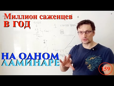 Видео: [159] МИЛЛИОН саженцев в год на одном ламинаре. Рассказываю, как. Считаем ваш бизнес план!