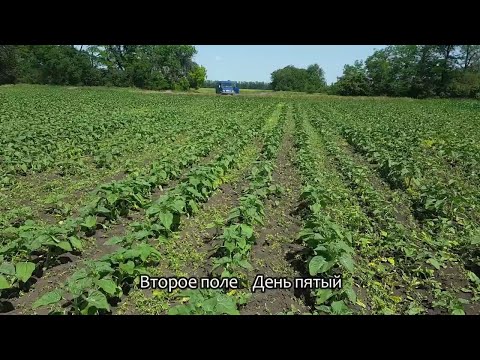 Видео: ❗️Гелиантекс Гербицид день Второй и Пятый на подсолнечнике 👍❗️Уничтожил Амброзию‼️