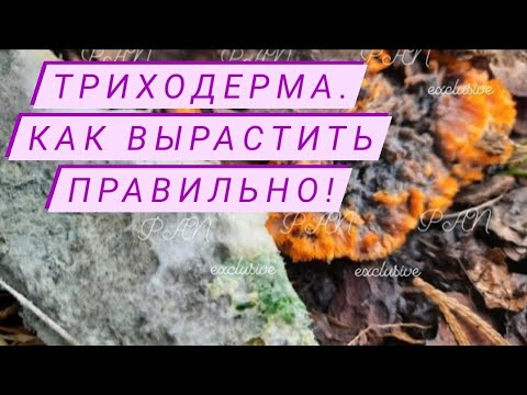 Видео: Учитесь ПРАВИЛЬНО выращивать триходерму применение триходерма плодородие