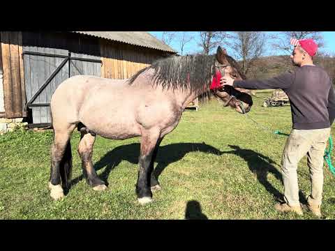 Видео: Пізня паровка кобили Мухи жеребцем Дакаром💪💪👍Лошак по Дакару може змінити власника🔥🔥🔥
