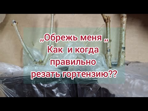 Видео: Как   правильно и когда резать маленькие саженцы гортензии?? 