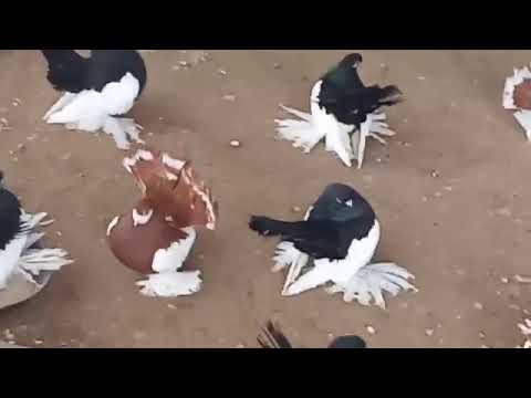 Видео: Статные Голуби/Statnic Pigeons