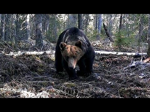 Видео: ОБЫЧНАЯ ОХОТА НА МЕДВЕДЯ