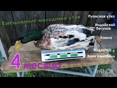 Видео: Руанские утки, каюга, хаки кэмпбелл, индийский бегунок, индоутки, обзор и вес в 4 месяца.