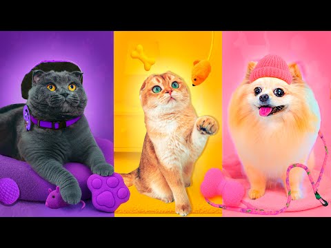 Видео: Живем ОДИН ДЕНЬ по ЦВЕТАМ с ПИТОМЦАМИ | Розовый 💖 Фиолетовый 💜 Желтый 💛 | 24 ЧАСА по ЦВЕТАМ с КОШКОЙ