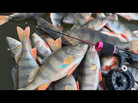 Видео: Риболовля на МІКРОН. Пасивний окунь на мікрон