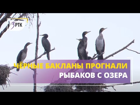 Видео: Чёрные бакланы прогнали последних  рыбаков с озера Большой Ундугун