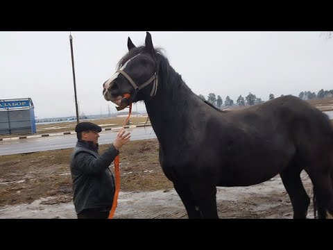 Видео: ЦЫГАНСКИЕ ЛОШАДИ🐎КОБЫЛА АТАКА 4 ГОДА💪СУПЕР!!!