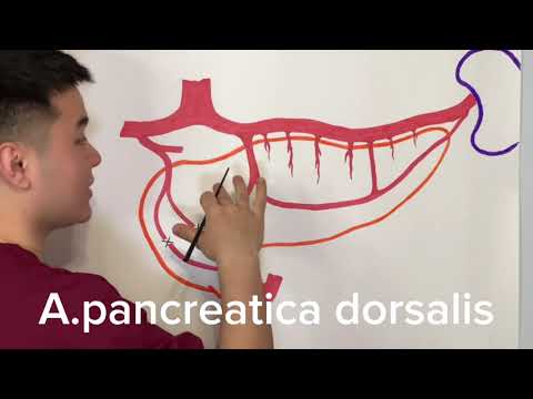 Видео: Құрсақ сабауы|Чревный ствол|Truncus coeliacus