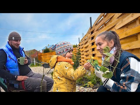 Видео: Ярмарка в Беларуси 🥕 Где выгодно купить овощи на зиму? 🥔🌽🌶️ Подготовка участка к зиме 🍂