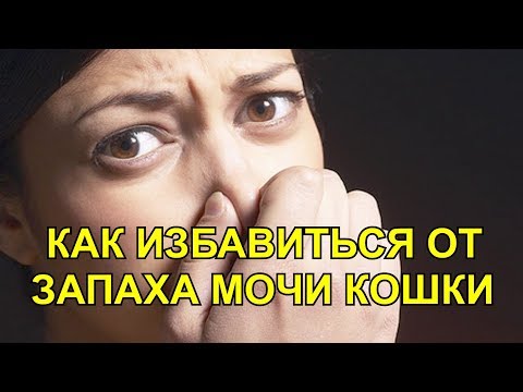 Видео: КАК ИЗБАВИТЬСЯ ОТ ЗАПАХА МОЧИ КОШКИ