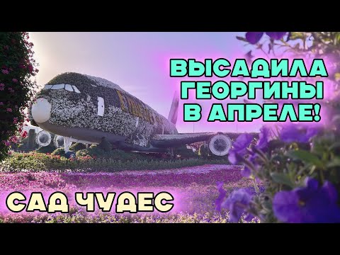 Видео: ПОБЫВАЛА В СКАЗКЕ! ТАК РАНО ВЫСАДИЛА ГЕОРГИНЫ! #милыйсад