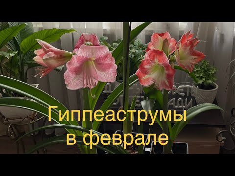 Видео: Какие цветоносы у гиппеаструмов я обрезаю, а какие нет