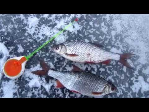 Видео: Плотва на Ладоге зимой. Креницы, 09.03.2018