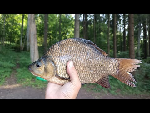 Видео: ПОПАЛ НА КАРАСЁВОЕ ОЗЕРО!!! ДУМАЛ КАРАСЬ, А ЭТО ОКАЗАЛСЯ ОН! Рыбалка на фидер на карася!