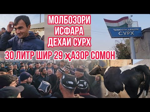 Видео: Исфара Сурх Молбозор 30 литр шир 🐄