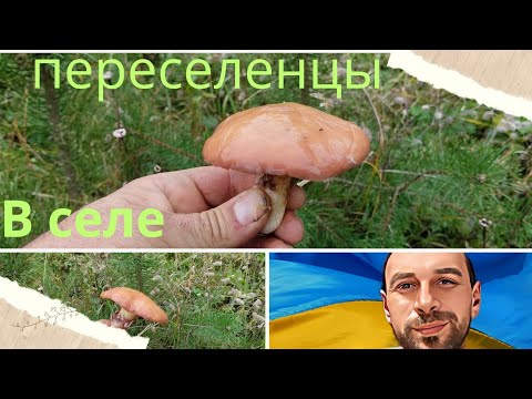 Видео: Наш новый дом :Поехал за грибами 