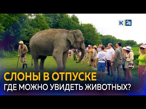 Видео: 🐘В Сочи слоны проводят отпуск после гастролей