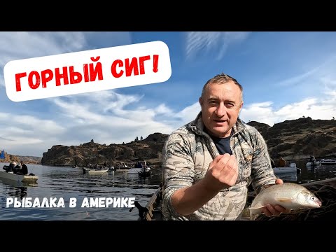 Видео: ГОРНЫЙ СИГ! БЕЛАЯ РЫБА! РЫБАЛКА В АМЕРИКЕ! Поймали 3 вида рыбы! Горный сиг, налим и судак