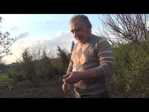 Видео: Мое новое приспособление для прививок стык в стык