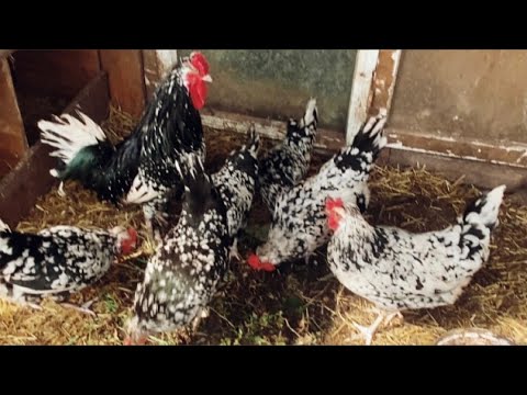 Видео: СОБИРАЮ УРОЖАЙ.КОРОЛЕВСКИЕ КУРОЧКИ И ИНДОУТКИ ПОКА ОСТАЛИСЬ🤷‍♀️#Татарстан,живу в деревне.