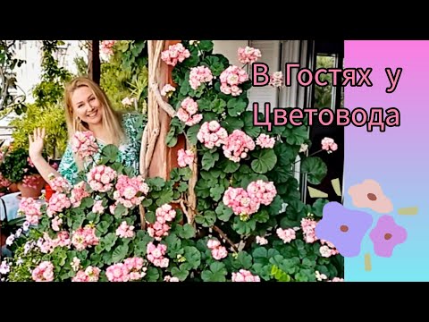 Видео: В Гостях у Цветовода 🌸Ирина и её огромная коллекция пеларгоний #pelargonium #пеларгония