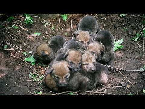 Видео: Этот мужчина СПАС волчат, но год спустя случилось НЕВЕРОЯТНОЕ!