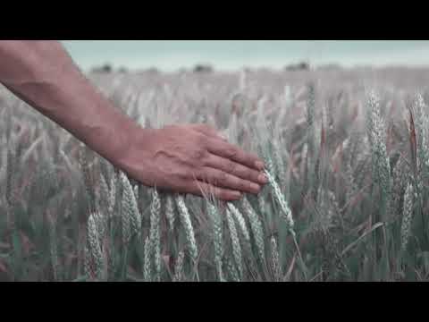 Видео: терма манманлик билан урнида турган қошни