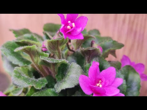 Видео: 12.03.23 ФИАЛКИ ПЕРЕСАДКА НА ФИТИЛЬНЫЙ ПОЛИВ.КАК ПЕРЕУКОРЕНИТЬ ФИАЛКУ.