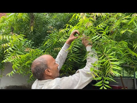 Видео: ПАНАЦЕЯ от всех болезней? дорога ДОМОЙ. 
