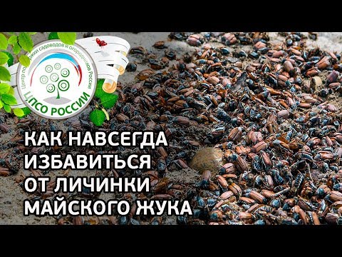 Видео: ИЗБАВЬТЕСЬ ОТ ЛИЧИНКИ МАЙСКОГО ЖУКА НАВСЕГДА. Способы борьбы с личинками майского жука.