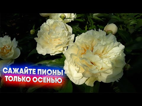 Видео: Сажайте пионы только осенью