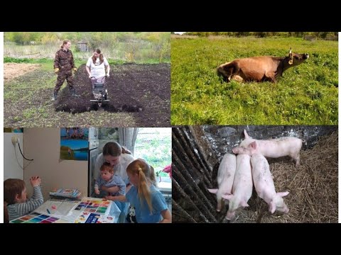 Видео: И СМЕШНО И ГРУСТНО!!!🙈😁🧘🌾🌱🤱🥞🐄🐖