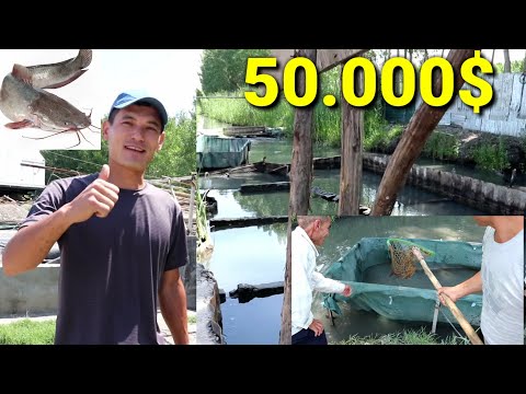 Видео: Африка лаккасини бокиш видеоси бизнеси катта даромад, личинкаси сотилади