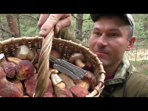 Видео: БЕЛЫЕ ГРИБЫ И БОРОВИКИ ПРОСТО НЕ ВЫПУСКАЮТ ИЗ ЛЕСА! ПОЛНАЯ КОРЗИНА БЕЛЫХ ГРИБОВ!