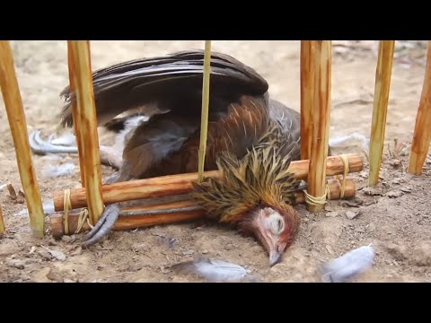 Видео: Part 8: создать удивительную новую технологию примитивной ловушки для ловли диких кур