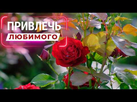 Видео: Привлечь любимого (конкретного мужчину). Привлечь избранника. [не магия] Аффирмации. Саблиминал.