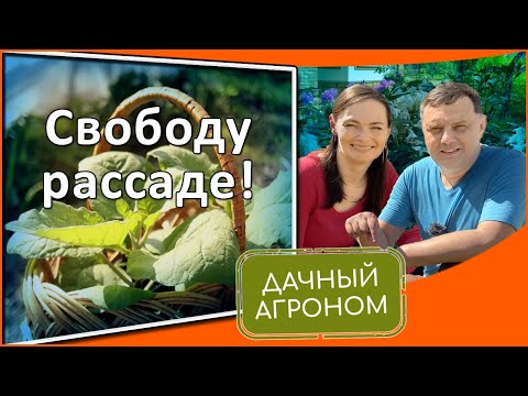 Видео: Да здравствует рассада! Как высадить томаты в грядку, чем полить, чем подкормить и другие секреты