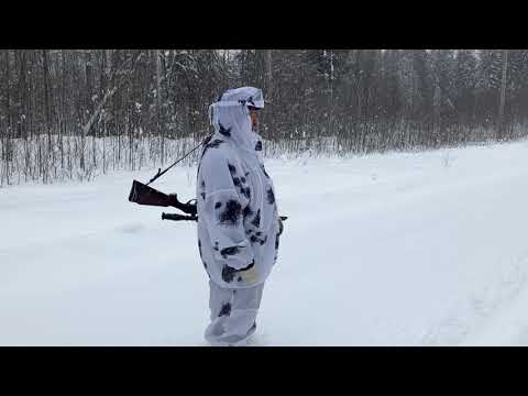 Видео: Охота на лося. Лось есть, кто кого?