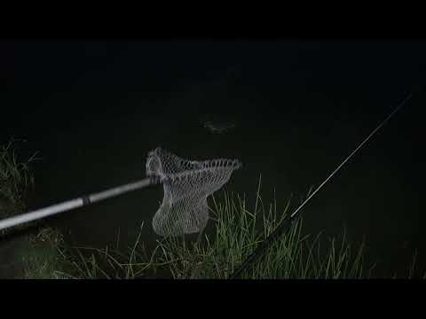 Видео: Рыбалка //ловим карпа - пруд "Каликино" Липецкая область июль 2022