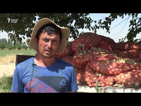 Видео: Пиёз дар Тоҷикистон арзон шуд, деҳқон нигарон