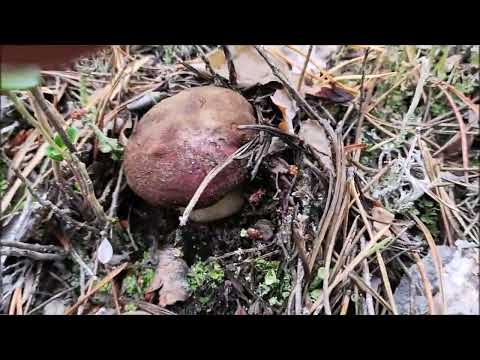 Видео: В лес за грибами! Собираем боровики!